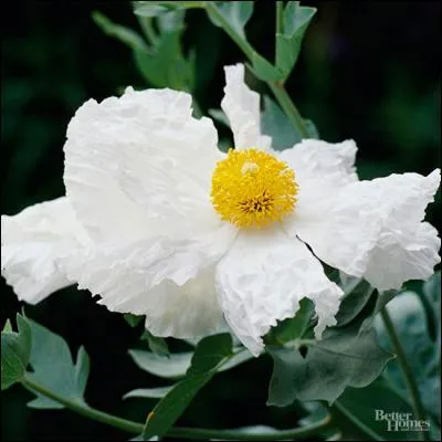 Is this a high water plant or a low water plant?