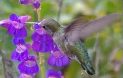 Is this a high water plant or a low water plant?