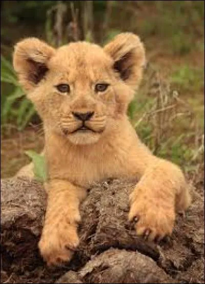 What is the name of the lion's cub?