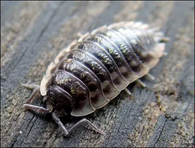 Lino Ventura, Charles Aznavour, Pierre Brasseur