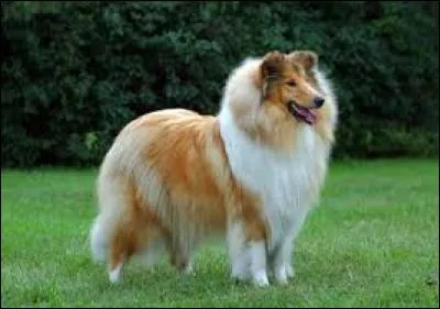 What breed of dog is shown in the photo?