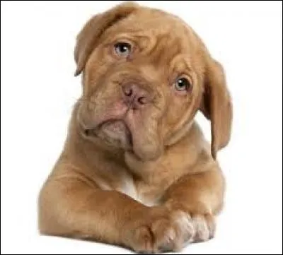 How do you say dog in German?