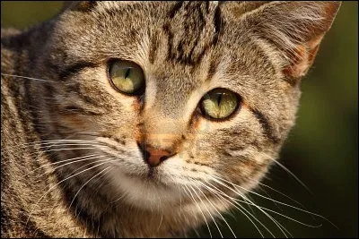 Which leader was called Moustache as a warrior?