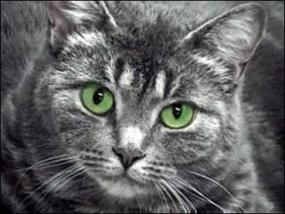 What is Poussiere's companion?