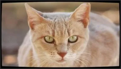 What kind of cat is this?