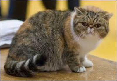 What is the name of the breed of cat shown in the photo?
