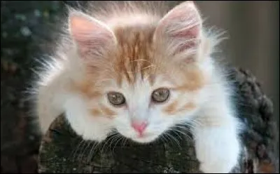 How do you say the word cat in German?