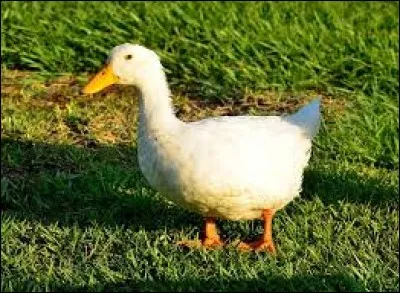 How do you say the word duck in Spanish?