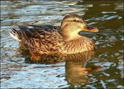 What name is given to the young female duck?