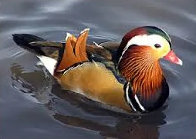 What is the name of the breed of duck in the photo?