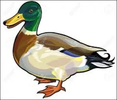 Which onomatopee describes the duck's call?