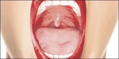 What swings above the tongue, at the entrance to the gullet?