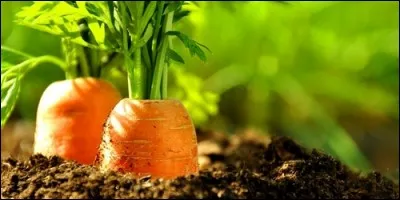 Which vitamin, extracted from carrots, improves eyesight?
