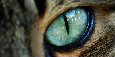 Faced with bright light, the pupils: