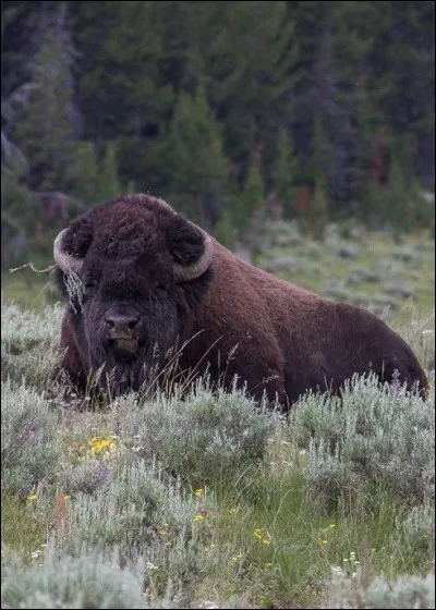 Do European bisons live in Poland?