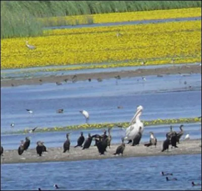 Are there any wild animals in Kırklareli?